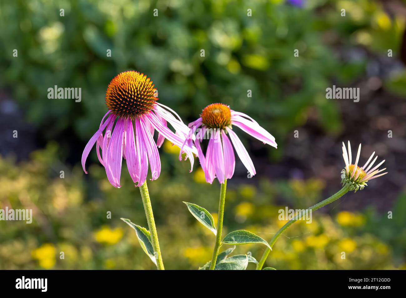 Fiori che sono comunemente chiamati coneflowers (Echinacea). Il coneflower viola pallido, una specie minacciata nel Wisconsin, è una specie nativa Foto Stock