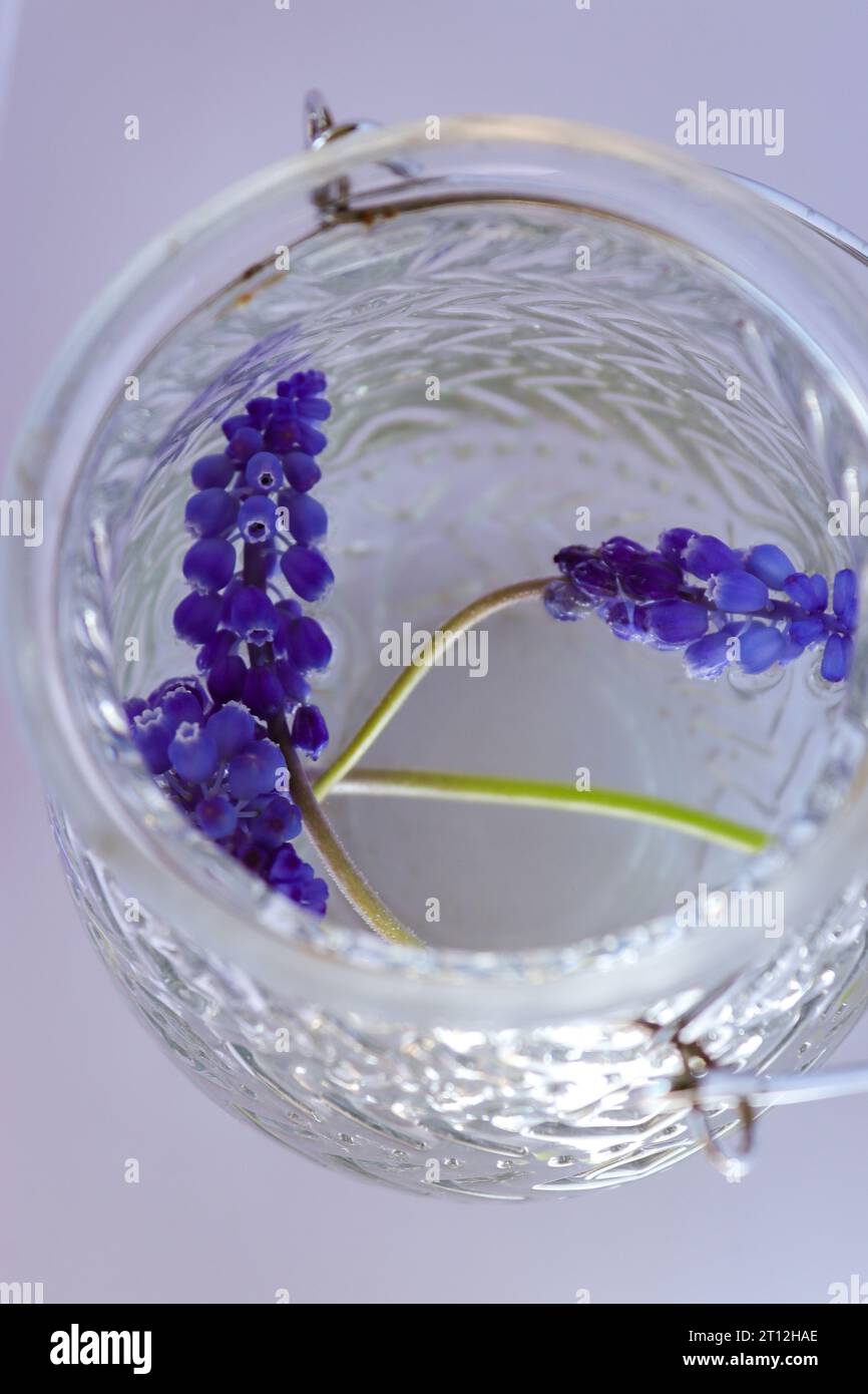Blumen im dettaglio Nahaufnahme Fokus Weißer Hintergrund Blumen im durchsichtigen Glas Blumenansicht von oben fiore primo piano sfondo Frühling primavera Foto Stock