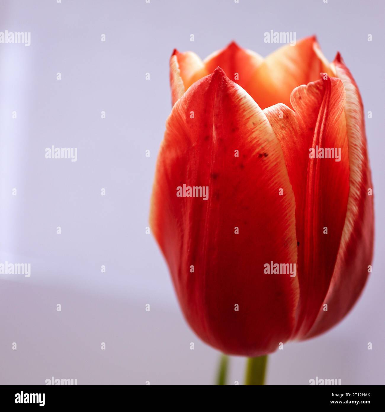 Dettagli Blumen im Nahaufnahme Fokus Weißer Hintergrund Rote Tulpe Frühling fiore primo piano sfondo bianco molla tulipano rossa Foto Stock