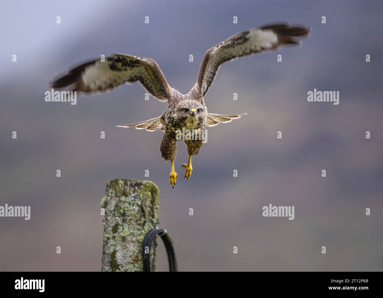 Buteo comune Buzzard Buteo che vola da un palo telegrafico sull'isola di Mull in Scozia. Foto Stock