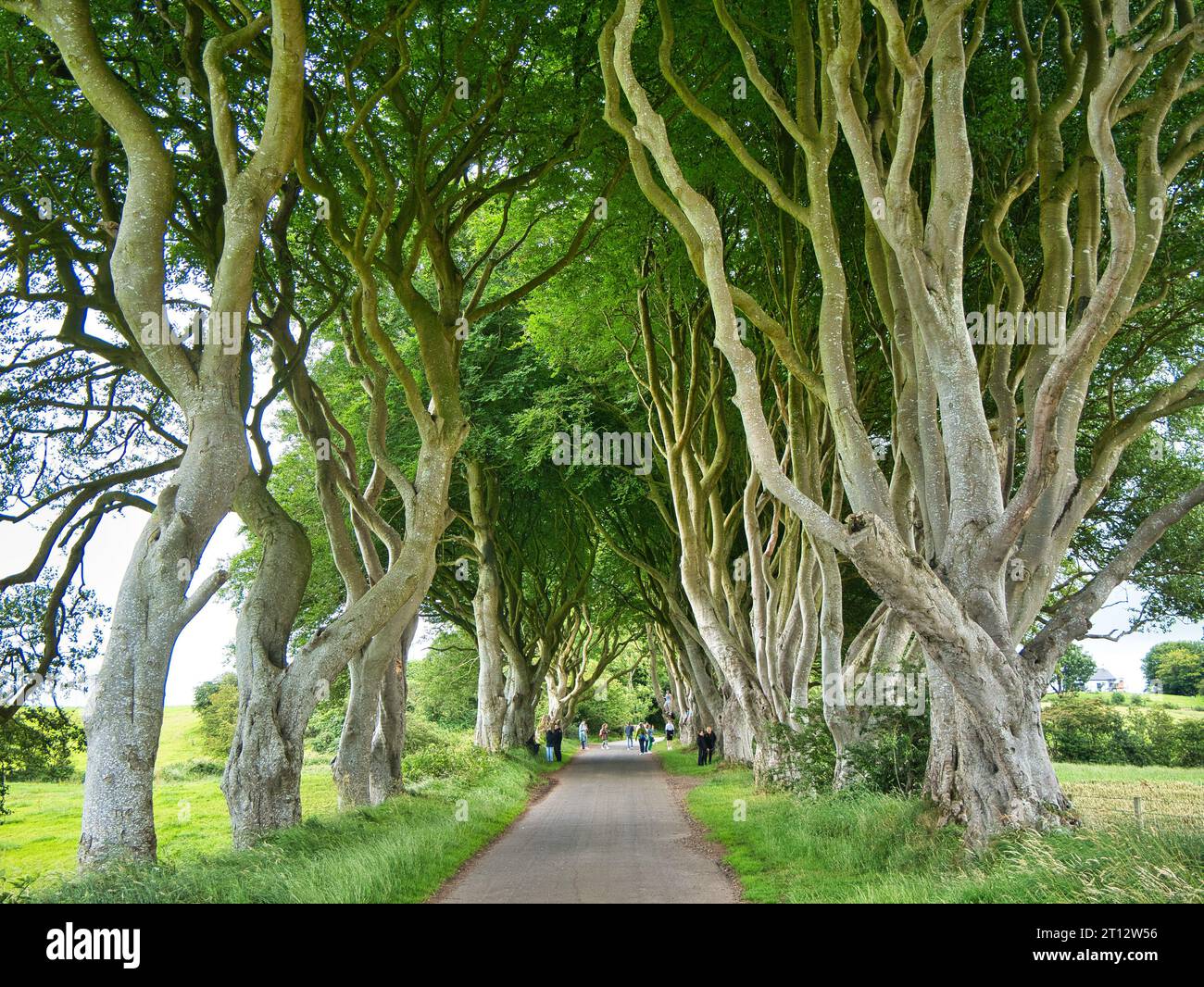 I visitatori dell'attrazione turistica Dark Hedges nella contea di Antrim, Irlanda del Nord, un viale di faggi lungo Bregagh Road Foto Stock