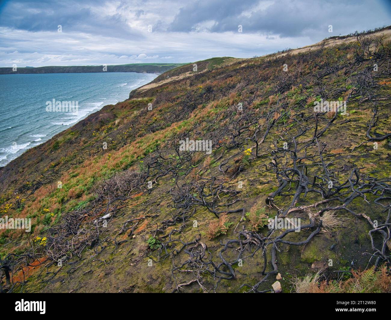 Gorse carbonizzate, bruciate e altre piante sulle colline costiere del Pembrokeshire Coast Path in Galles, Regno Unito. Presa vicino a Newgale Beach. Foto Stock