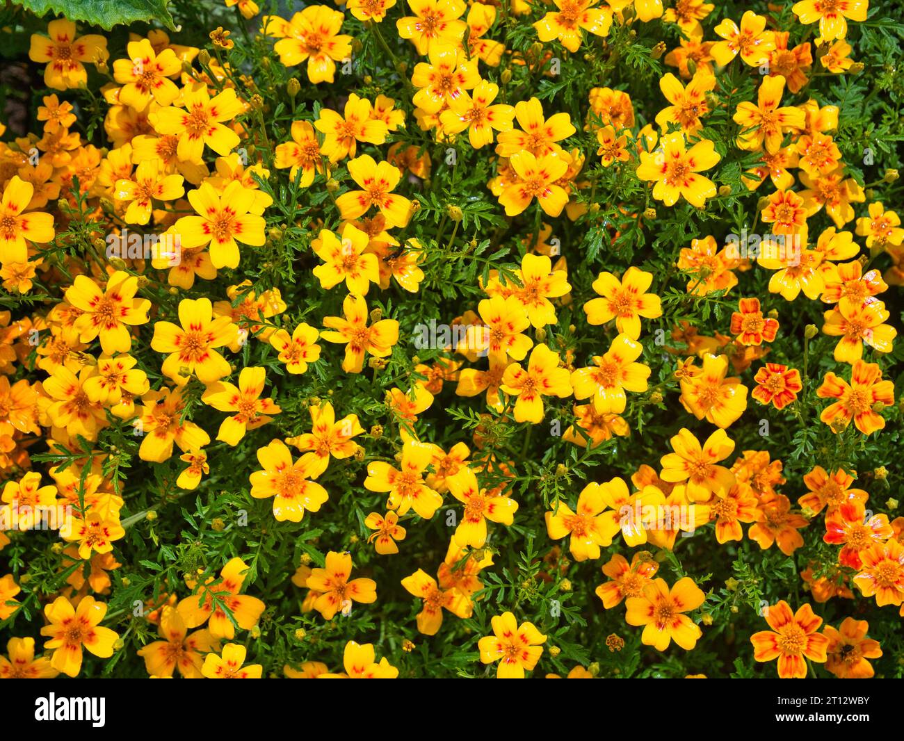 Una collezione di fiori di calendula gialli, scattati in una giornata di sole alla luce del sole. Foto Stock