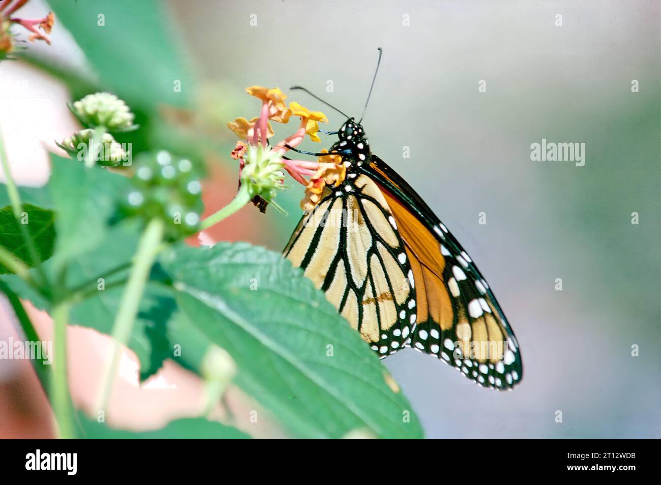 Farfalla monarca (Danaus plexippus) Foto Stock