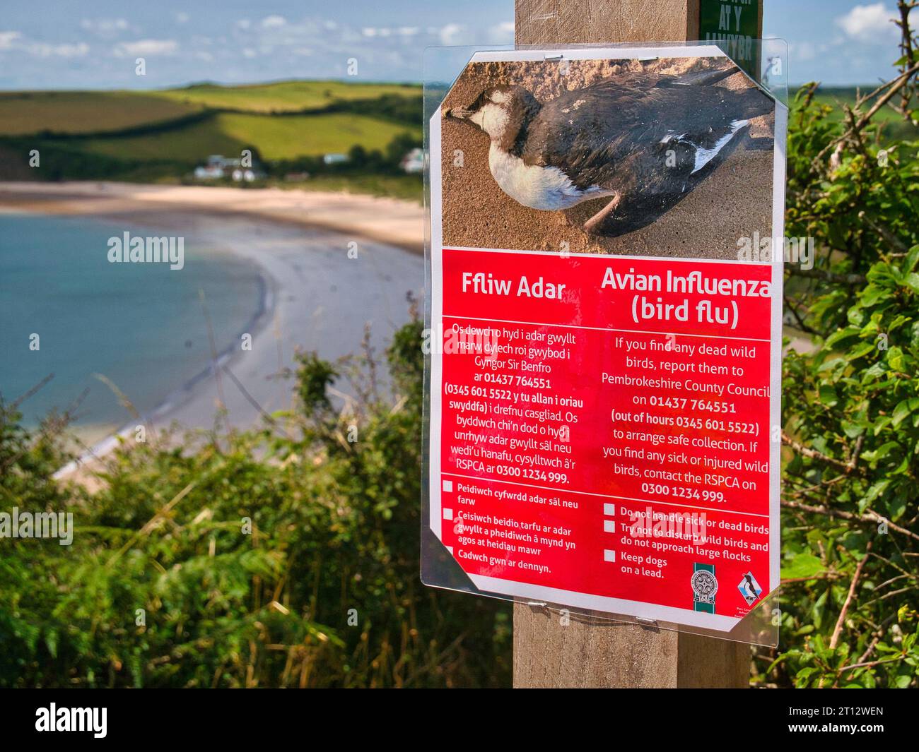 Un cartello rosso fissato su un palo di legno sul Pembrokeshire Coast Path avverte dell'influenza aviaria e consiglia le precauzioni e le azioni da intraprendere Foto Stock Un cartello rosso fissato su un palo di legno sul Pembrokeshire Coast Path avverte dell'influenza aviaria e consiglia le precauzioni e le azioni da intraprendere Foto Stock