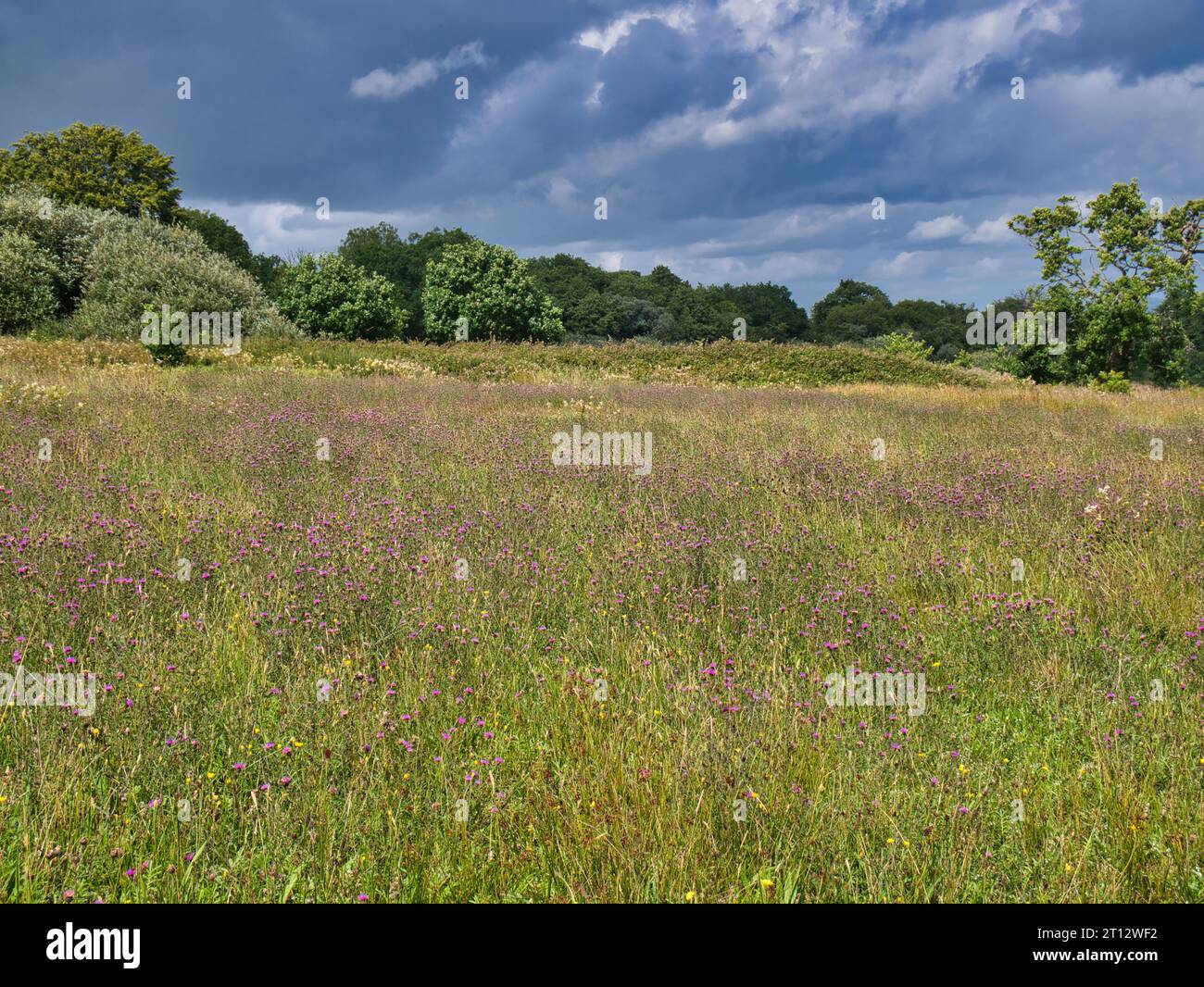 Un campo deserto di fiori selvatici in Galles, Regno Unito. In una giornata di sole d'estate. Foto Stock
