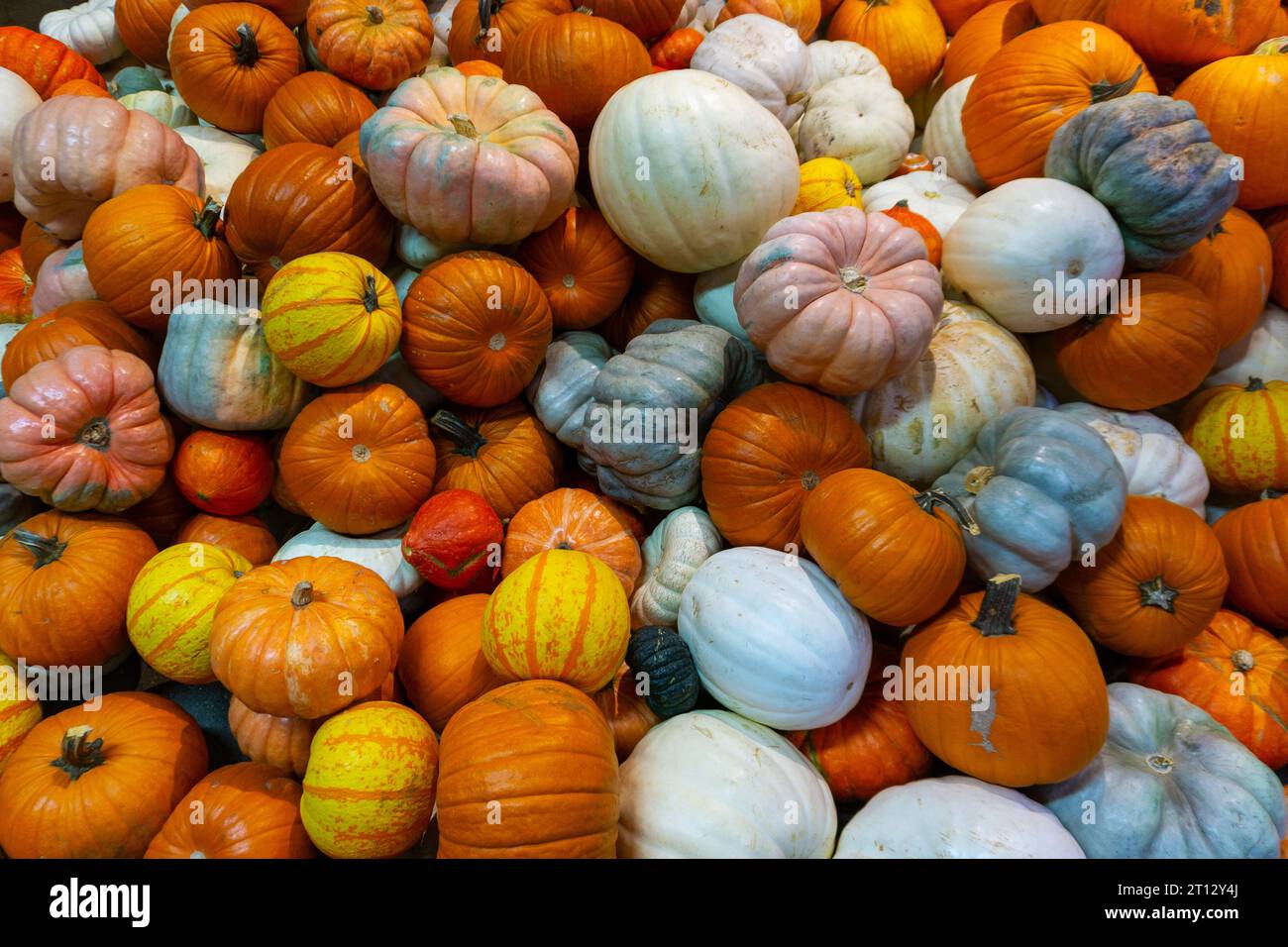 Varieta' colorate di zucche e zucche in vendita durante il giorno del Ringraziamento al mercato agricolo locale. Foto Stock