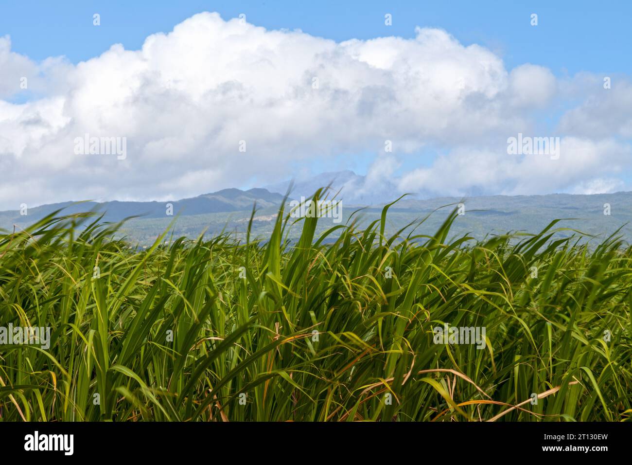 Piantagione di canna da zucchero a Sainte-Suzanne con un picco di montagna coperto di nubi sullo sfondo. Foto Stock