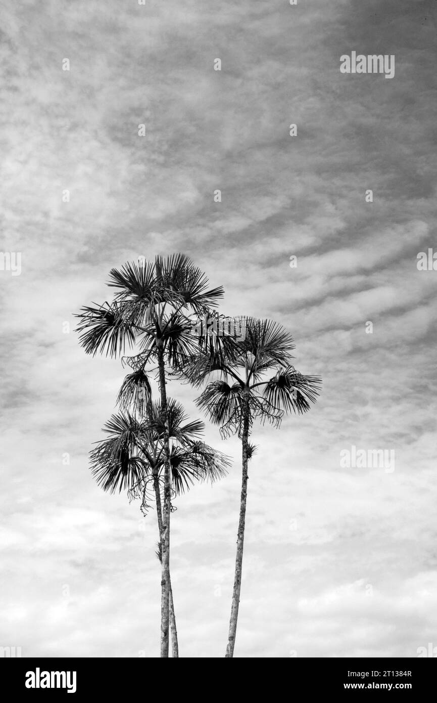 Palme che crescono nel Rio delle Amazzoni in Ecuador, Sud America Foto Stock