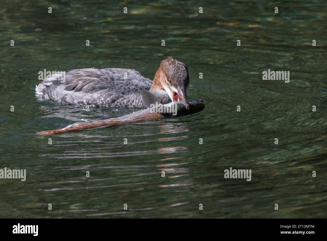 Il merganser comune, Mergus merganser, una specie di anatra da pesca che galleggia sull'acqua e si mangia un salmone kokanee, Oncorhynchus nerka. Foto Stock