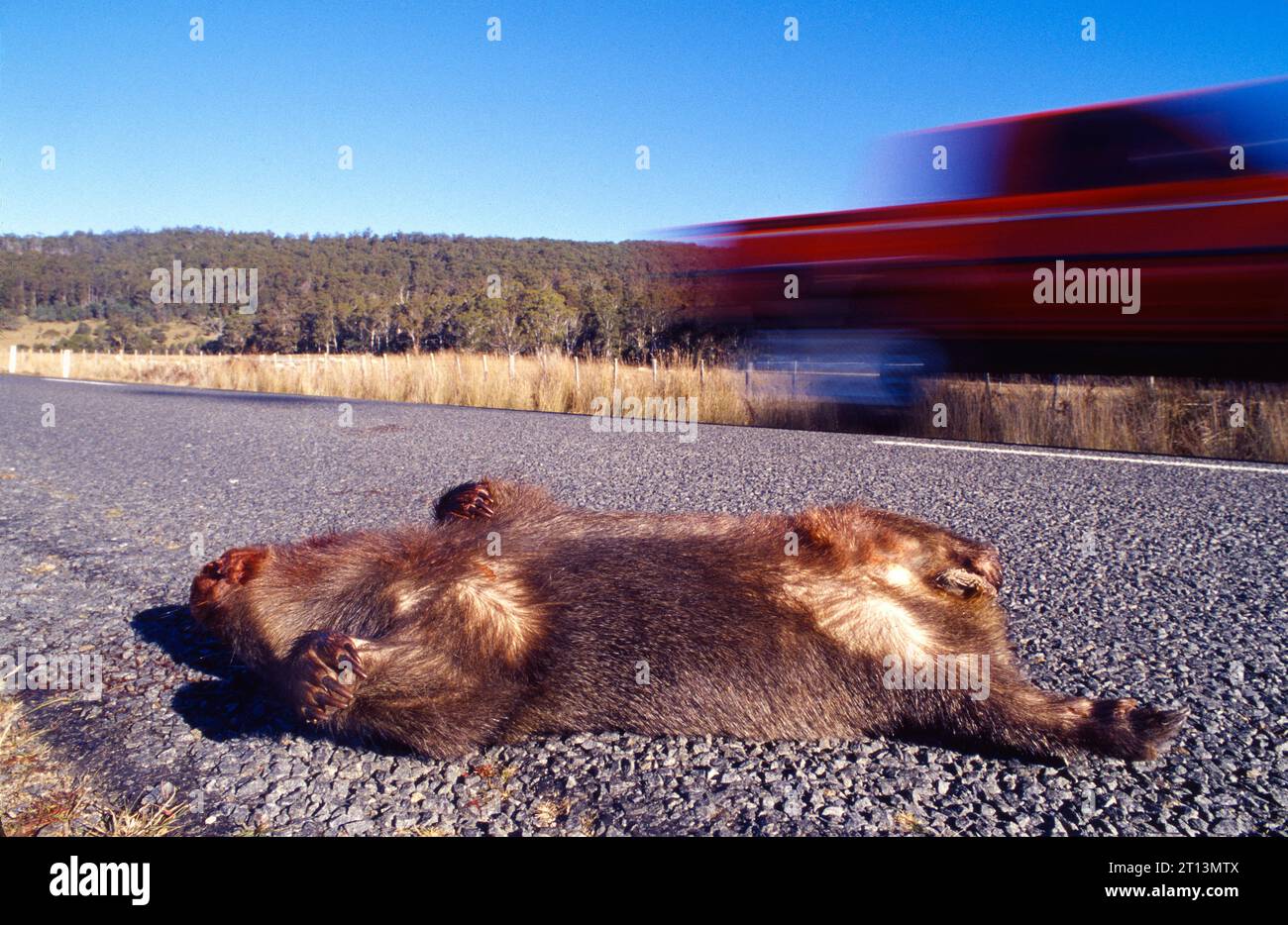 Wombat morto, roadkill sull'autostrada della Tasmania con auto di passaggio Foto Stock