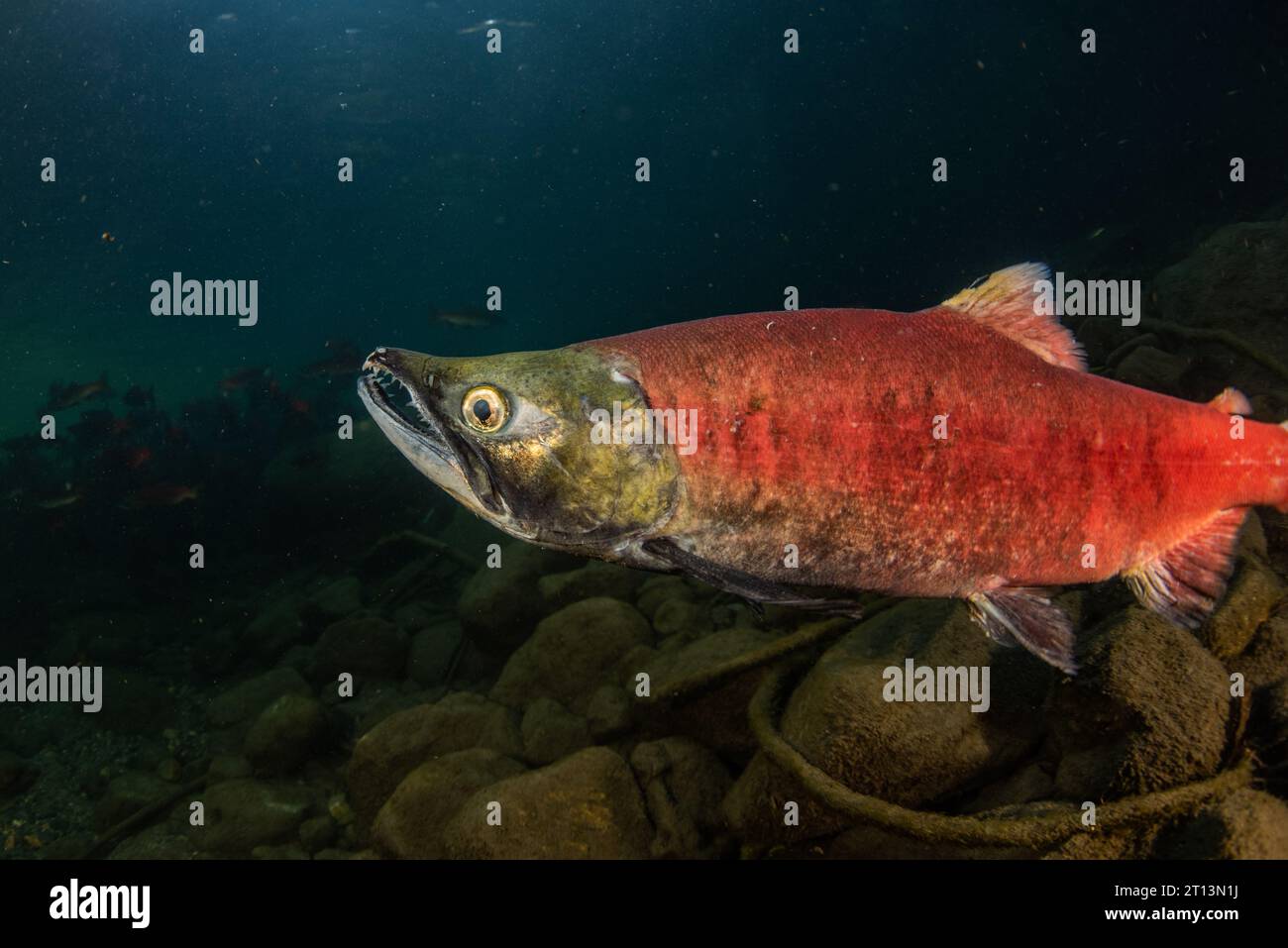 Salmone Kokanee (Oncorhynchus nerka) nel loro colorato palcoscenico rosso della riproduzione mentre si riuniscono e migrano per la riproduzione. Foto Stock