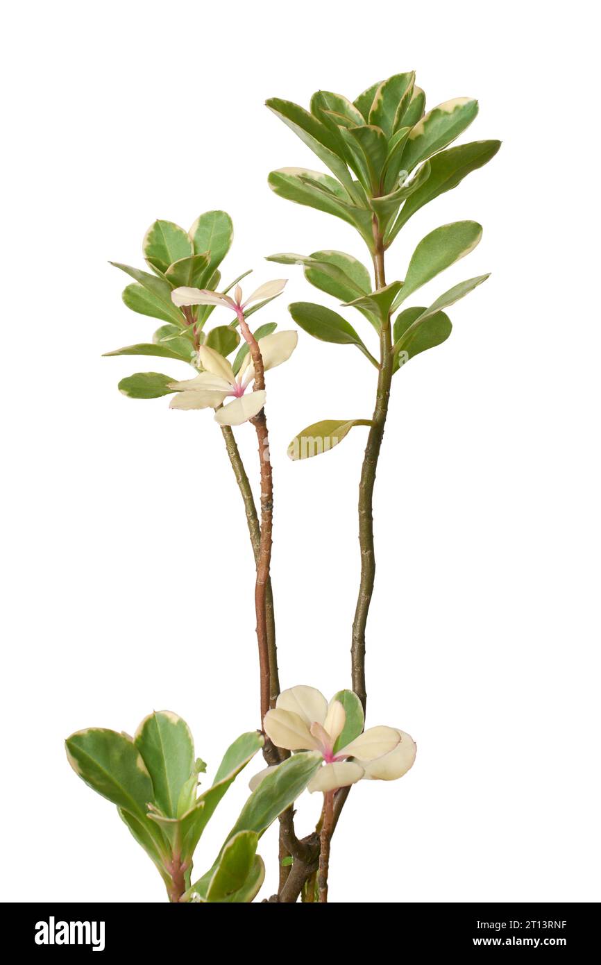 piante di cespugli da neve, brevnia nivosa, anche nota come riccioli d'avorio, cespugli di dolcezza o faccia di lentiggino, piante ornamentali bianche rosa e verdi che donano neve Foto Stock