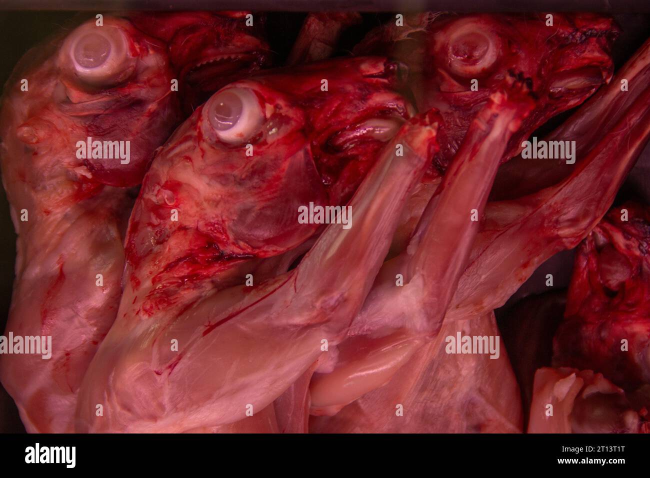 La vita dei conigli nelle macellerie della Spagna / la vida de los conejos en las carnicerías de España Foto Stock