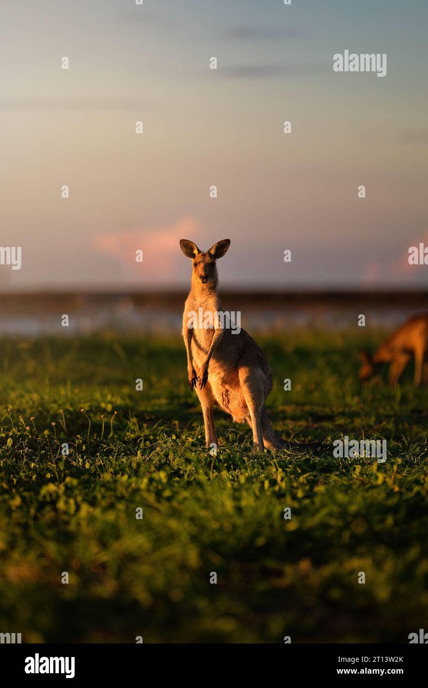 Giovani canguri che mangiano erba nella natura australiana al tramonto in Australia Foto Stock