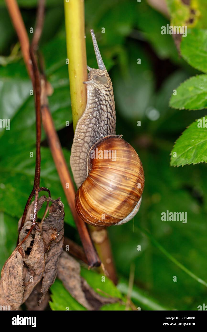 Lumaca di Borgogna, helix pomatia, una lumaca comune in Europa, sale il fusto, da vicino Foto Stock