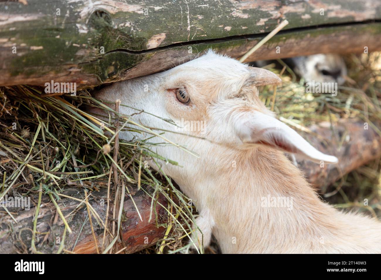 la capra mangia fieno fresco, primo piano della testa Foto Stock