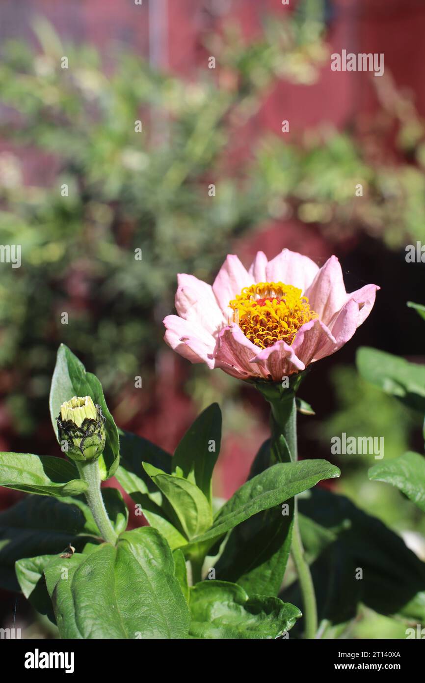 Primo piano di Zinnia Flower. Giardino fiorito. Foto Stock