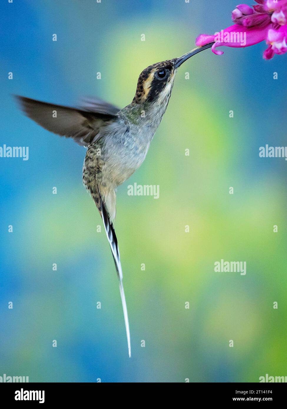 L'eremita a scala (Phaethornis eurynome) è una specie della famiglia dei colibrì Trochilidae. Foto Stock
