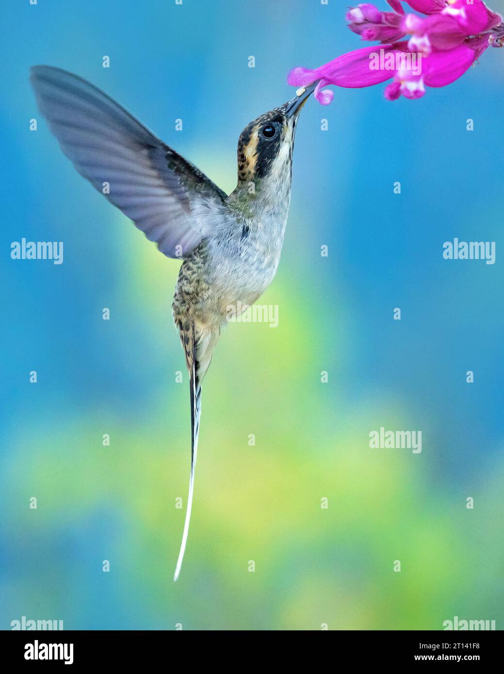 L'eremita a scala (Phaethornis eurynome) è una specie della famiglia dei colibrì Trochilidae. Foto Stock