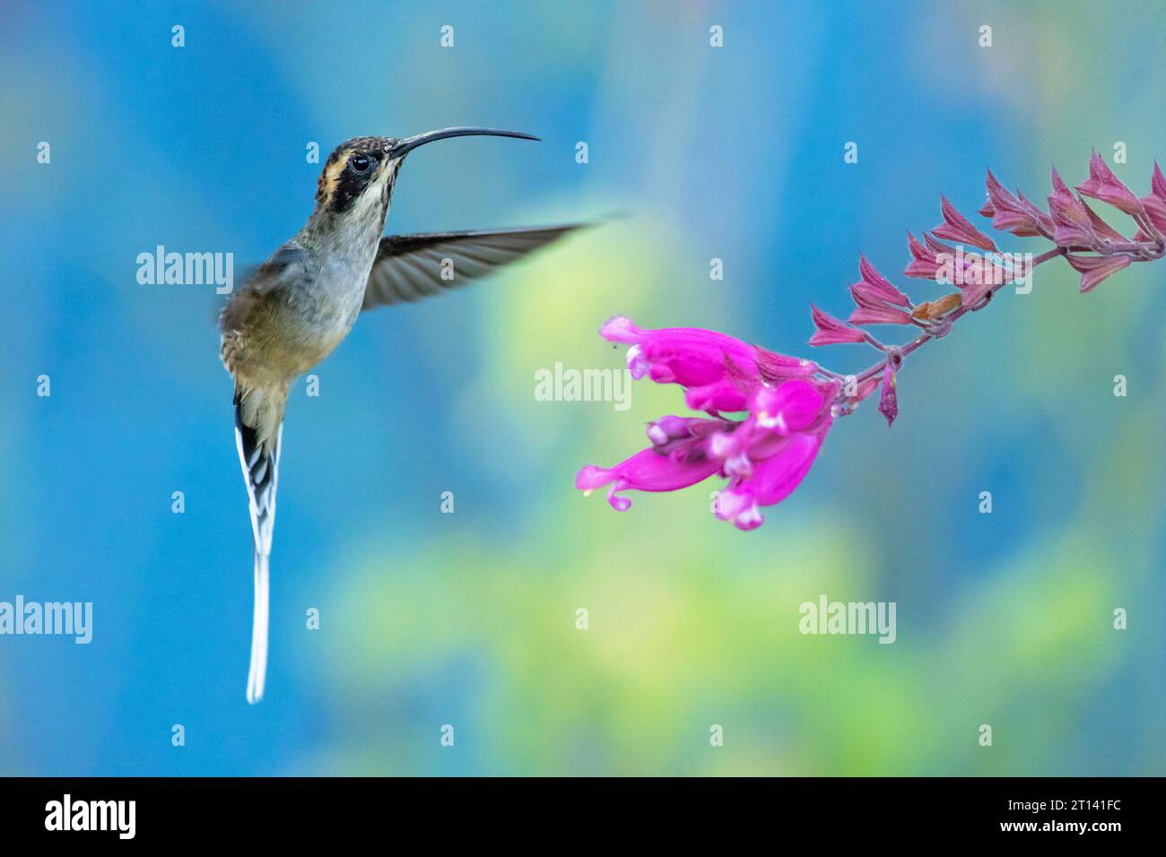 L'eremita a scala (Phaethornis eurynome) è una specie della famiglia dei colibrì Trochilidae. Foto Stock