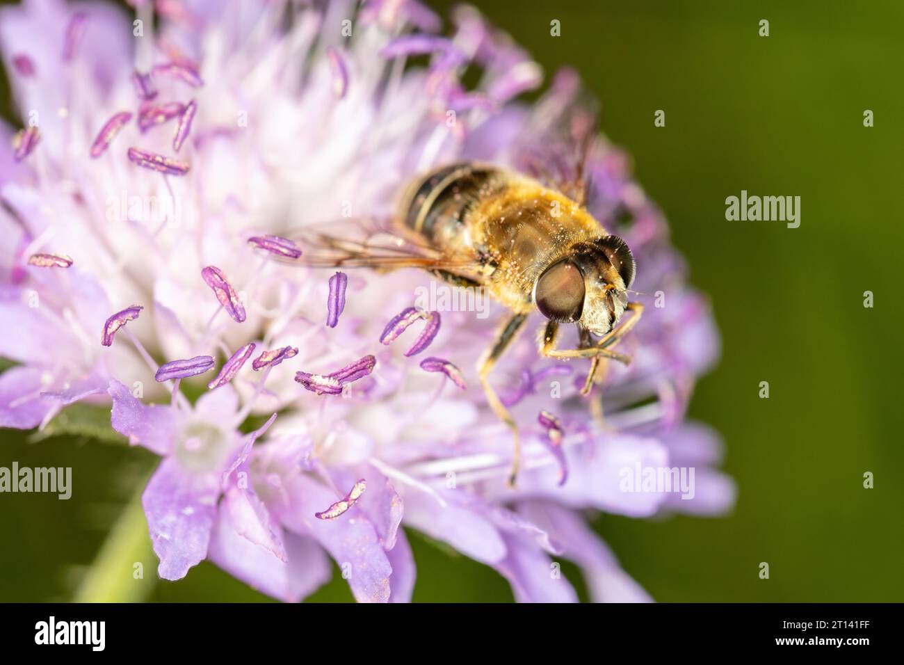 l'ape su un fiore viola raccoglie il nettare Foto Stock