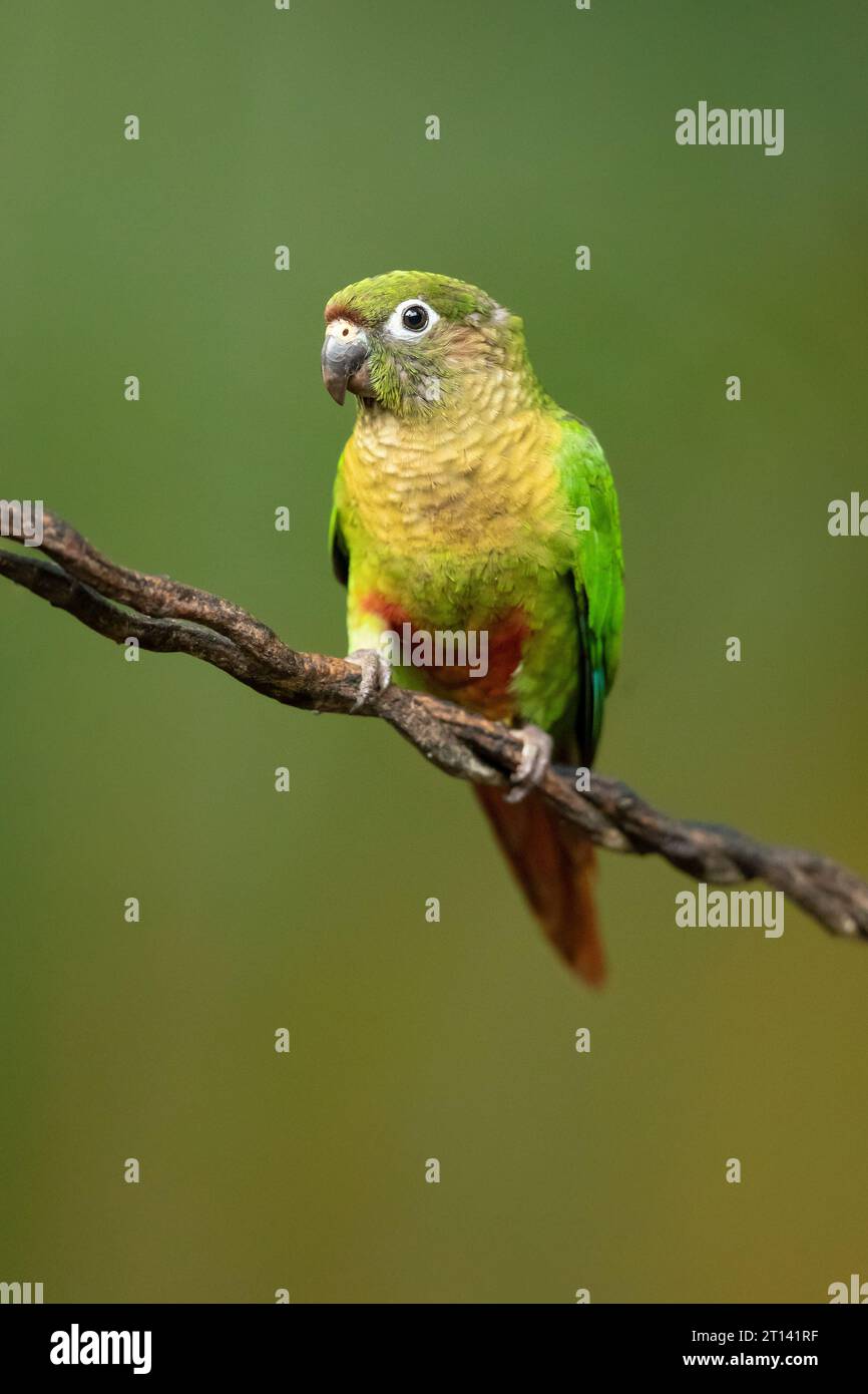 Il pappagallo con panciute di marroni (Pyrrhura frontalis) è un piccolo pappagallo che si trova dal sud-est del Brasile al nord-est dell'Argentina Foto Stock