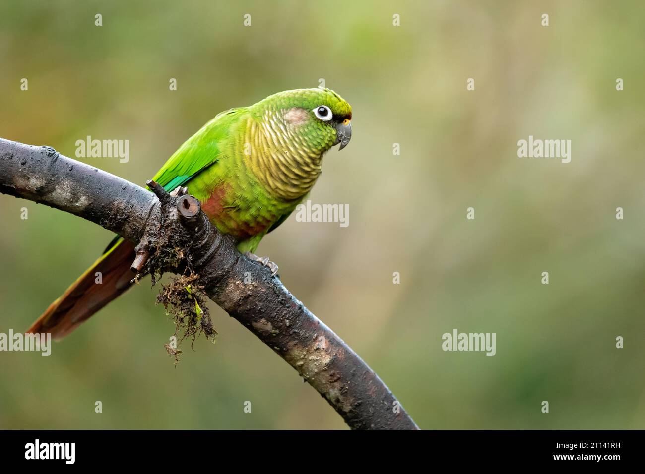 Il pappagallo con panciute di marroni (Pyrrhura frontalis) è un piccolo pappagallo che si trova dal sud-est del Brasile al nord-est dell'Argentina Foto Stock