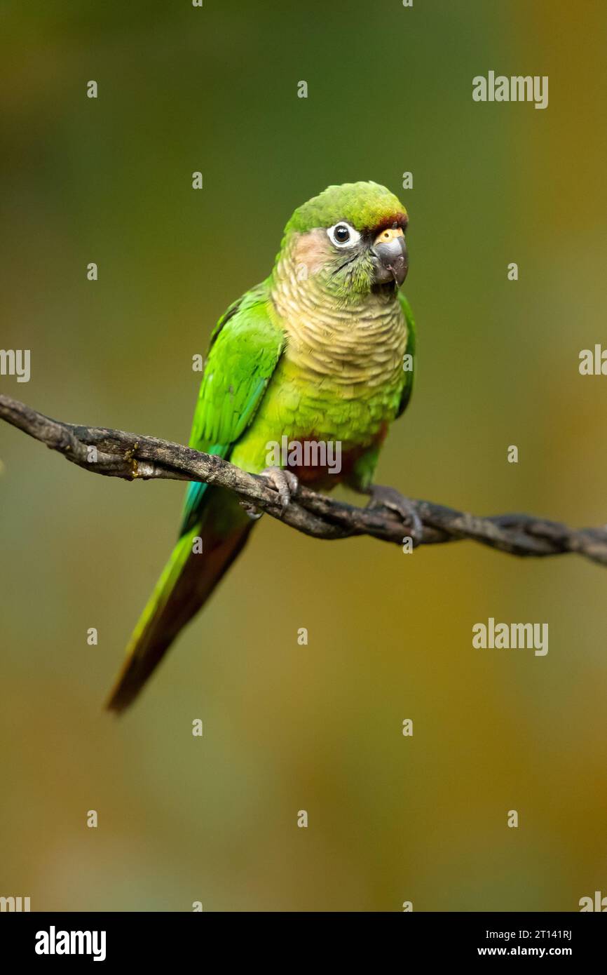 Il pappagallo con panciute di marroni (Pyrrhura frontalis) è un piccolo pappagallo che si trova dal sud-est del Brasile al nord-est dell'Argentina Foto Stock