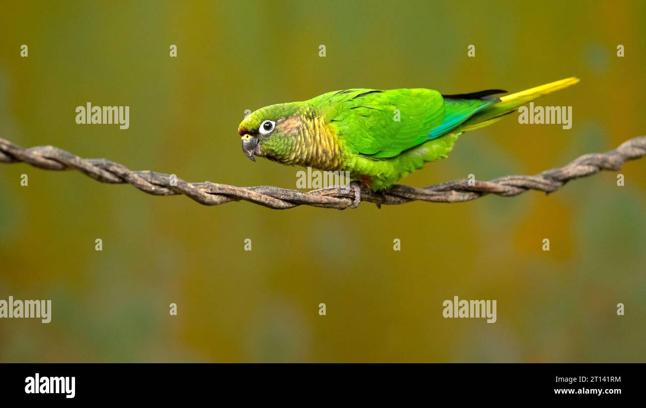 Il pappagallo con panciute di marroni (Pyrrhura frontalis) è un piccolo pappagallo che si trova dal sud-est del Brasile al nord-est dell'Argentina Foto Stock