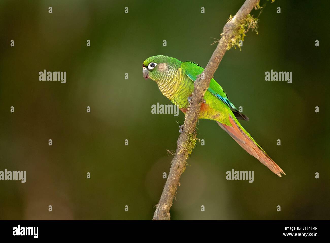 Il pappagallo con panciute di marroni (Pyrrhura frontalis) è un piccolo pappagallo che si trova dal sud-est del Brasile al nord-est dell'Argentina Foto Stock