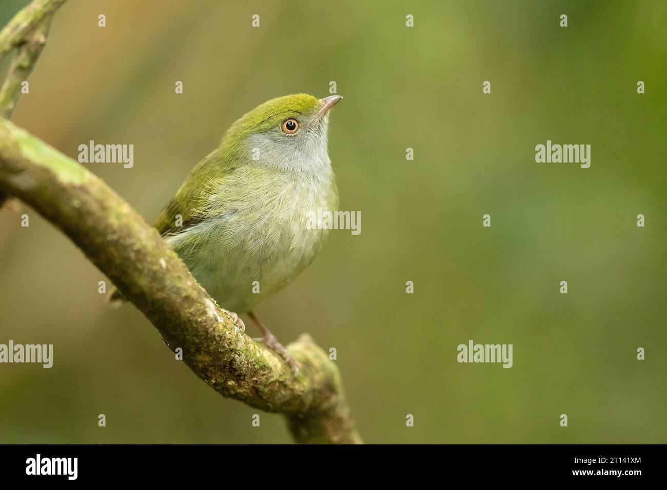 Il manakin dalla coda di spillo (Ilicura militaris) è una specie suboscina di uccelli della famiglia dei manakin, Pipridae. Foto Stock
