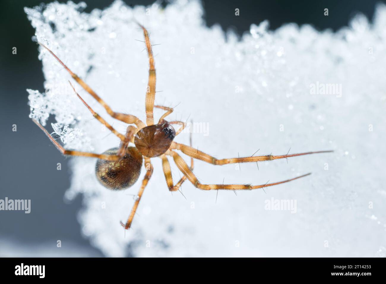 Tessitore domestico (Lepthyphantes leprosus) che cammina sulla neve Foto Stock