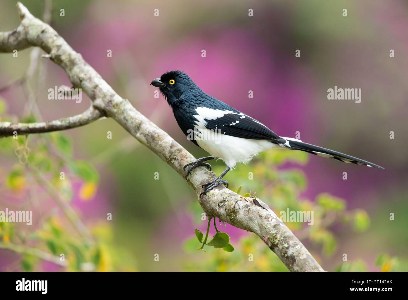 La cisterna magpie (Cissopis leverianus) è una specie sudamericana di tanager. Foto Stock