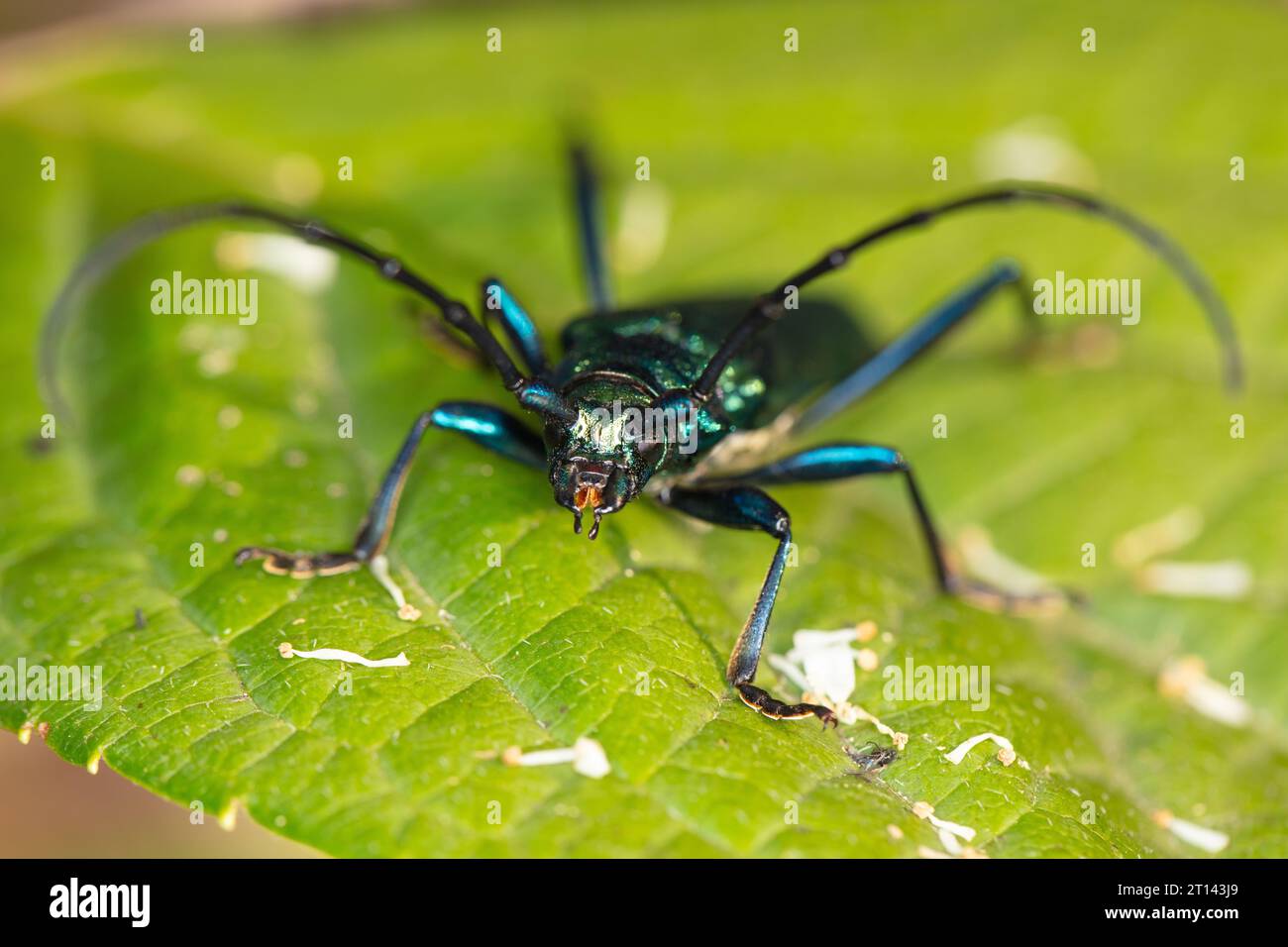 Aromia moschata, scarabeo muschiato, con uno scarabeo dai colori meravigliosi, primo piano estremo Foto Stock