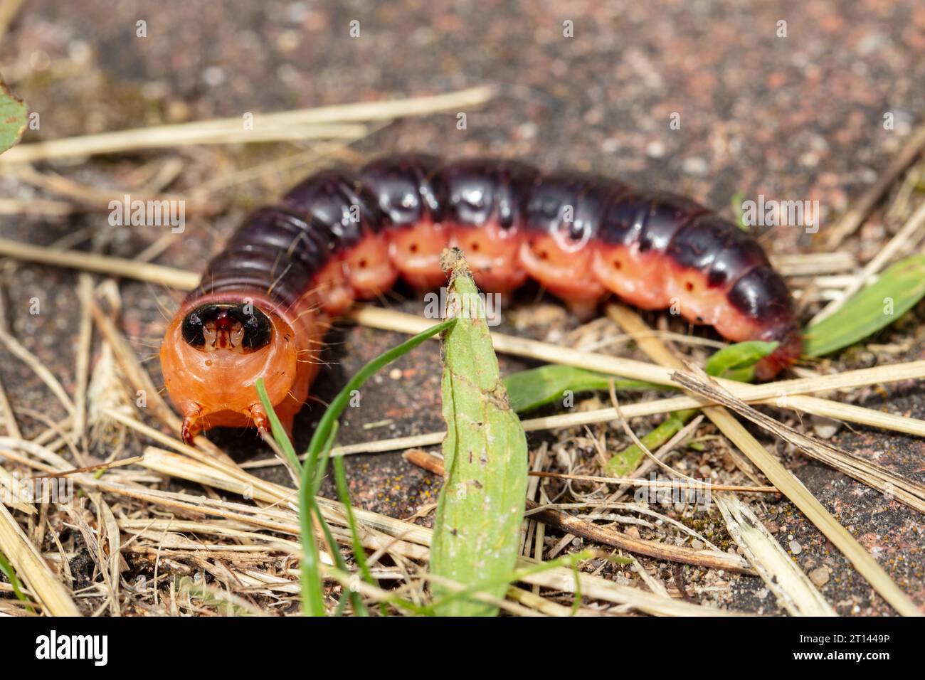 Cossus cossus, falena di capra europea, popolarmente chiamata caterpillar, primo piano Foto Stock