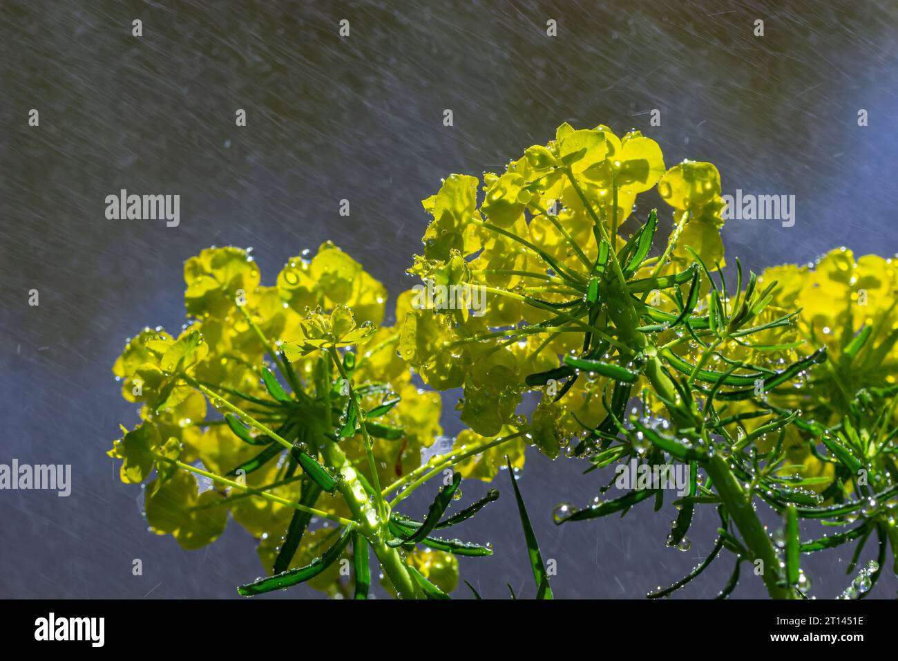 Euphorbia ciparissias, cipresso sprurge fiori verdastre closeup selettivo fuoco. Foto Stock