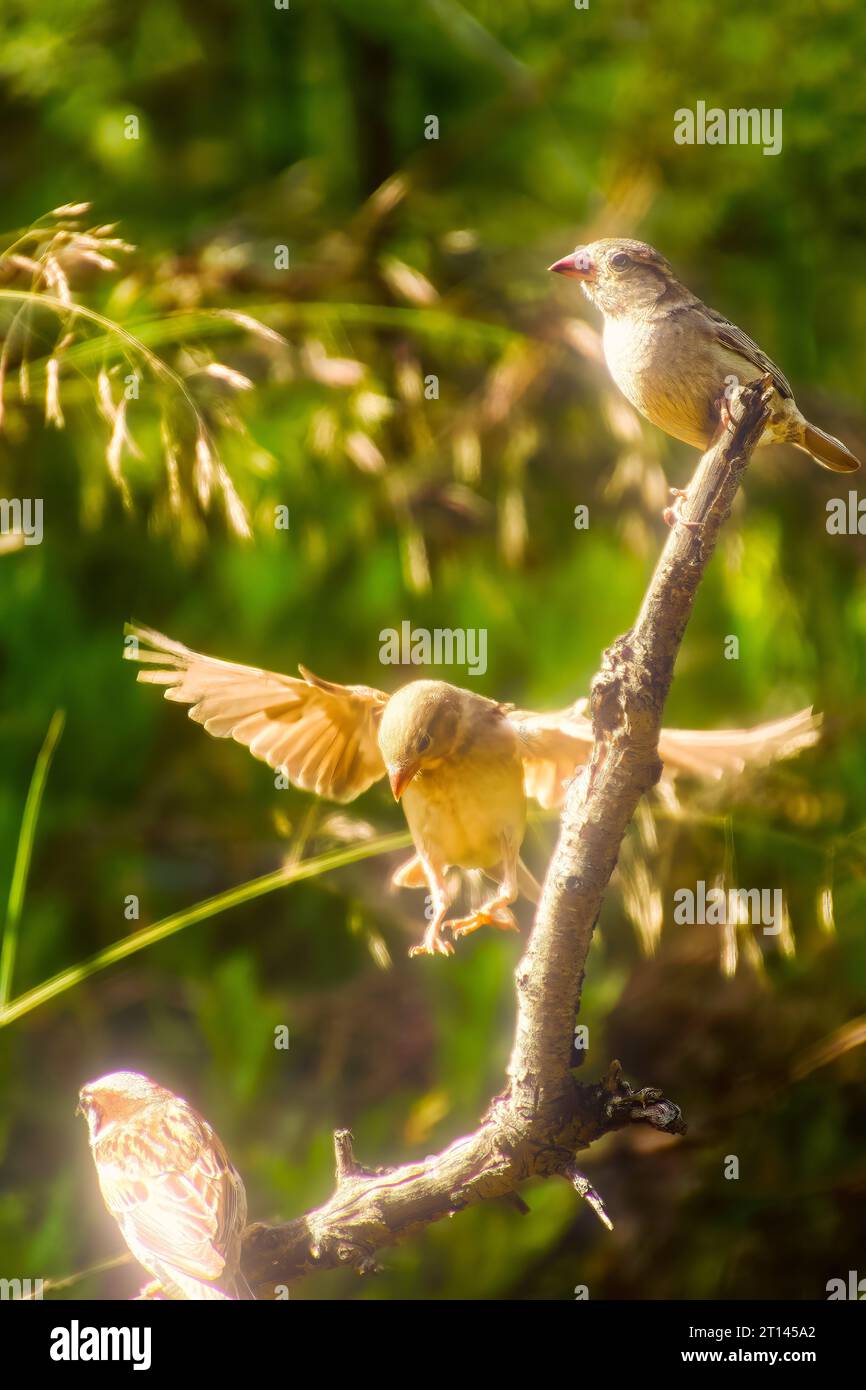 Il bellissimo Passer domesticus maschio della Casa Sparrow vola su sfondo bokeh scuro e blu. Foto Stock