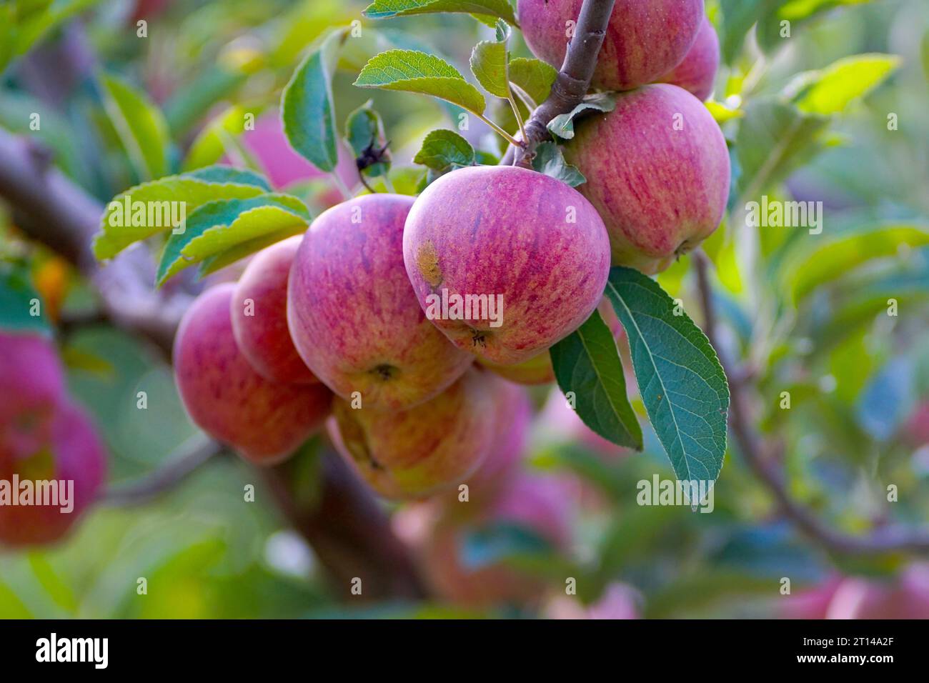 mele mature in un frutteto pronte per la raccolta. Foto Stock