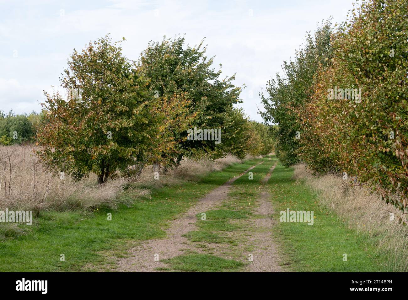 Weldon Woodland Park, Northamptonshire, Inghilterra, Regno Unito Foto Stock