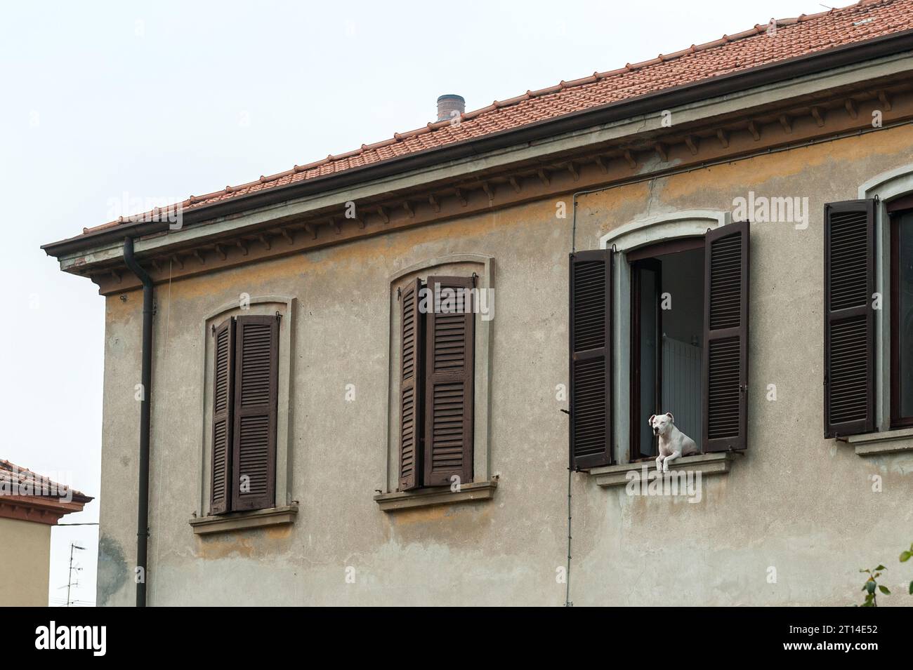 Guard Dog che guarda fuori dalla finestra, Italia Foto Stock
