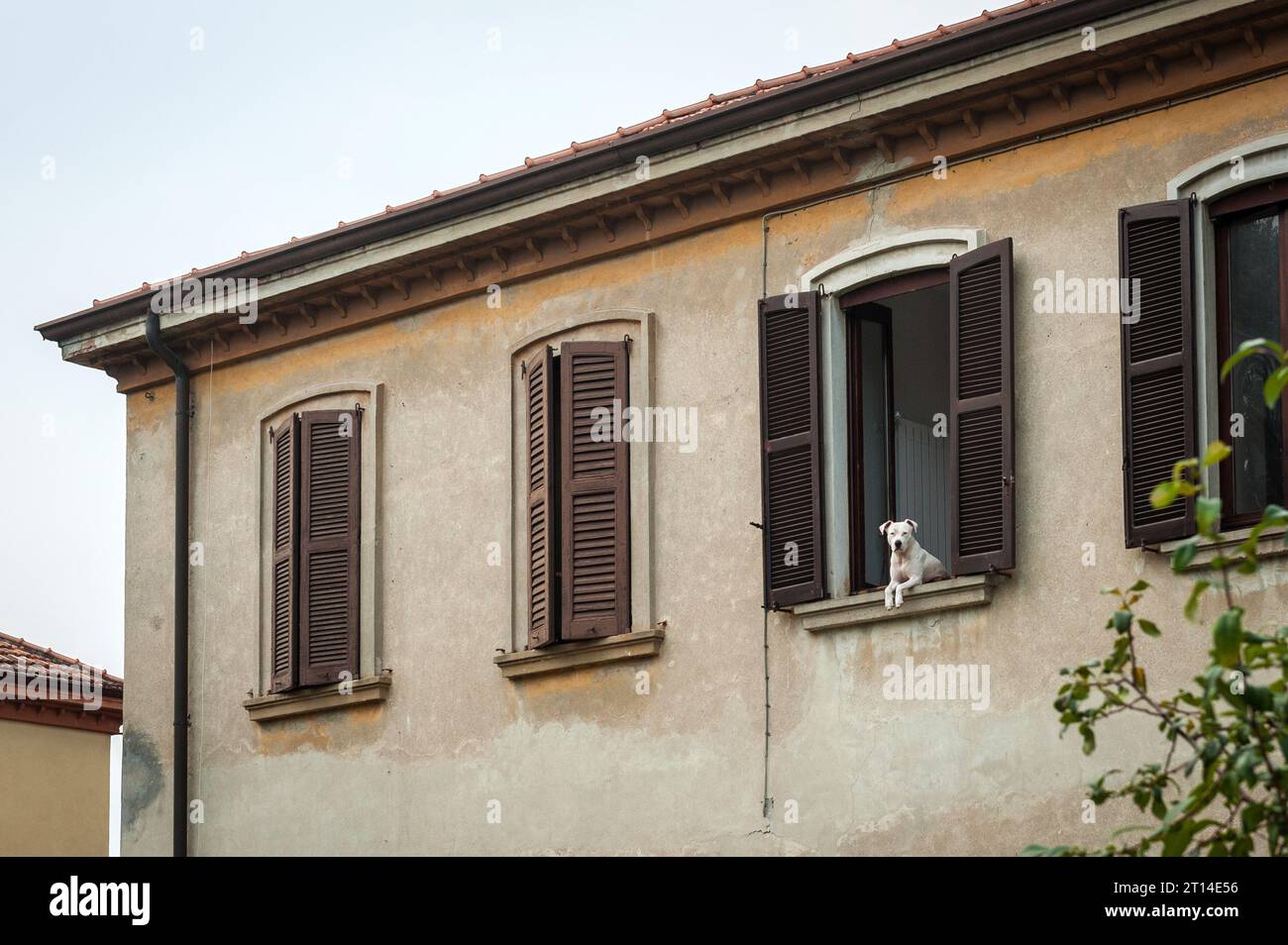 Guard Dog che guarda fuori dalla finestra, Italia Foto Stock