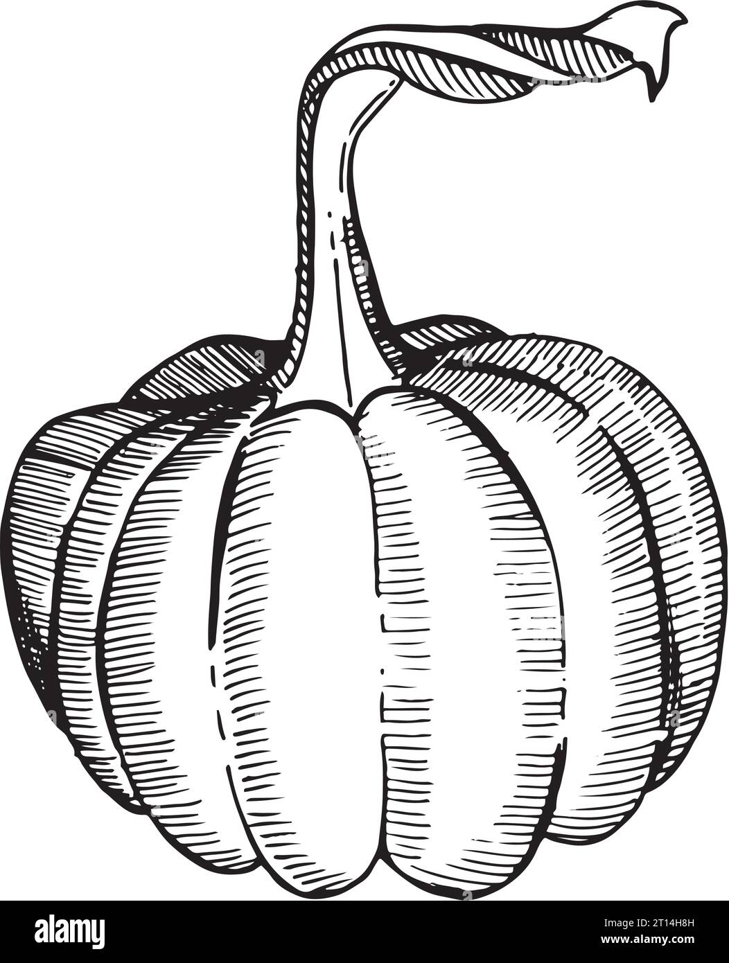 Illustrazione vettoriale. Zucca con gambo lungo, disegnata come grafica su sfondo bianco. Adatto per la stampa su tessuti, carta, design e creatività Illustrazione Vettoriale