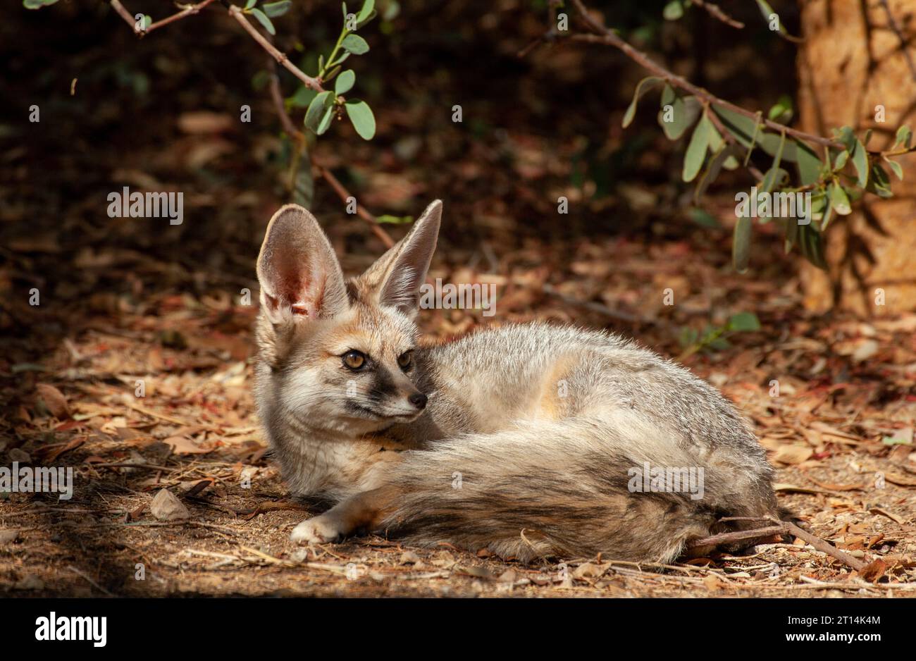 Blanford's Fox (Vulpes cana) ثعلب أفغاني è una piccola volpe che si trova in alcune regioni del Medio Oriente. Fotografata in Israele Foto Stock