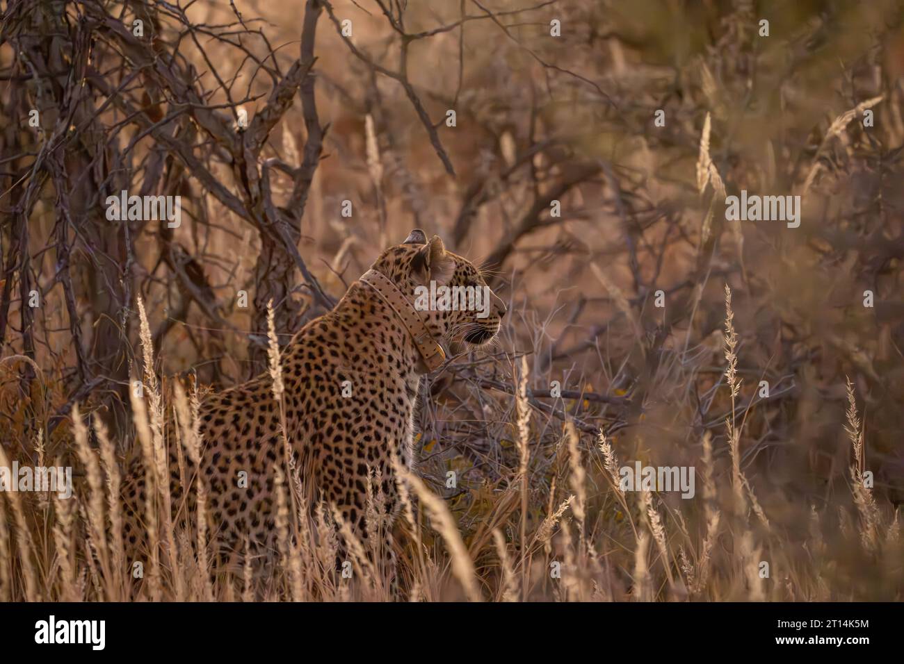 Leopardo africano (Panthera pardus pardus نمر إفريقي ) che indossa un collare radio, preda stalking nella savana fotografata in Namibia Foto Stock