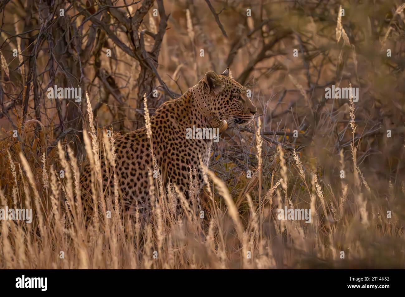 Leopardo africano (Panthera pardus pardus نمر إفريقي ) che indossa un collare radio, preda stalking nella savana fotografata in Namibia Foto Stock