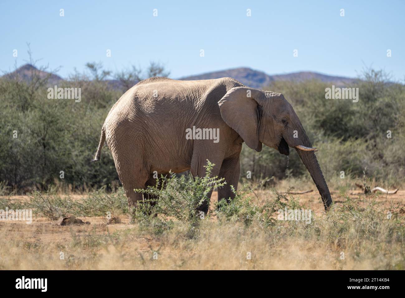African Bush Elephant ha fotografato una sorgente in Namibia Foto Stock