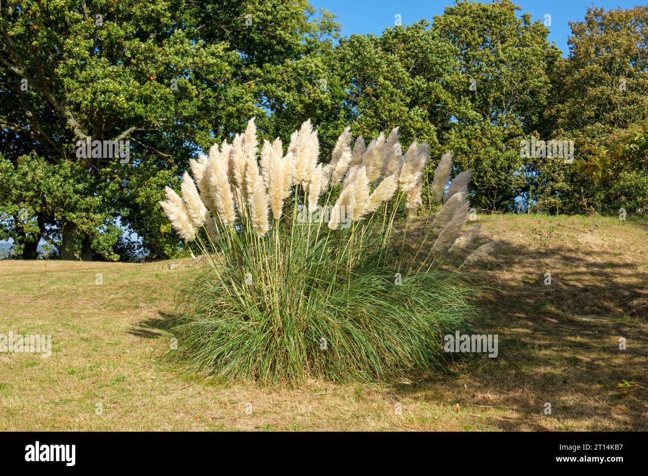 Pampas Grass in un prato a Great Dixter, East Sussex, Regno Unito. Cortaderia Selloana Foto Stock