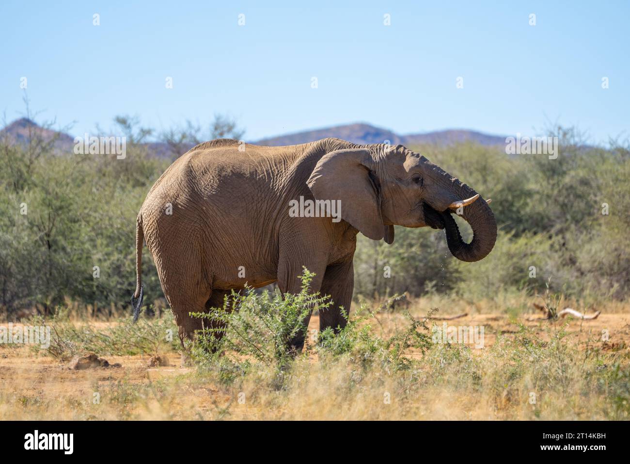 African Bush Elephant ha fotografato una sorgente in Namibia Foto Stock