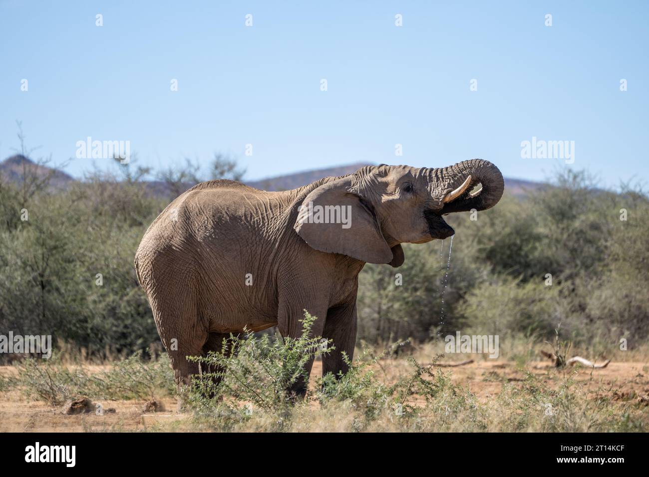 African Bush Elephant ha fotografato una sorgente in Namibia Foto Stock